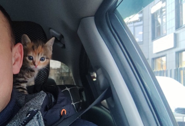 Солнечный котенок