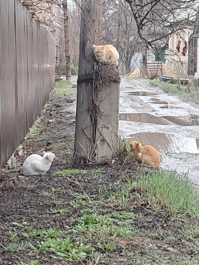 Ну про нового друга.