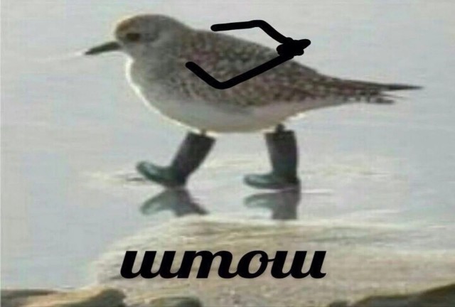 Этого вы уже не развидите, но именно так выглядят банатские куриные голуби