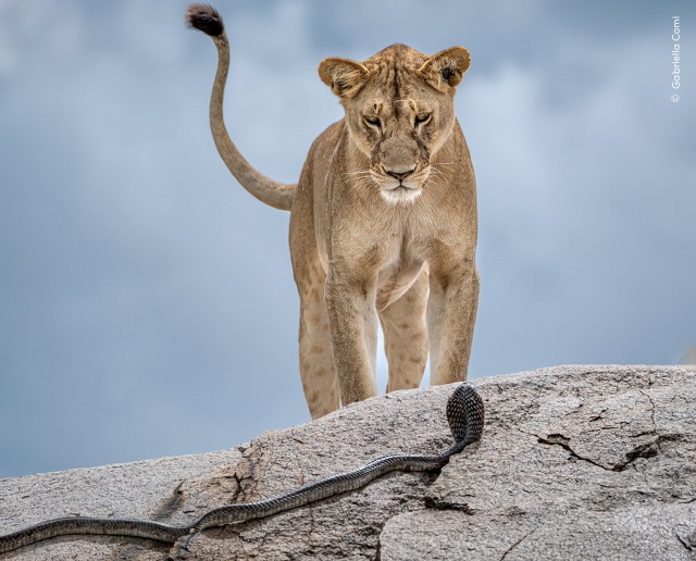 15 главных кадров конкурса Wildlife Photographer of the Year