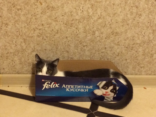 Котовторник.Наши модели