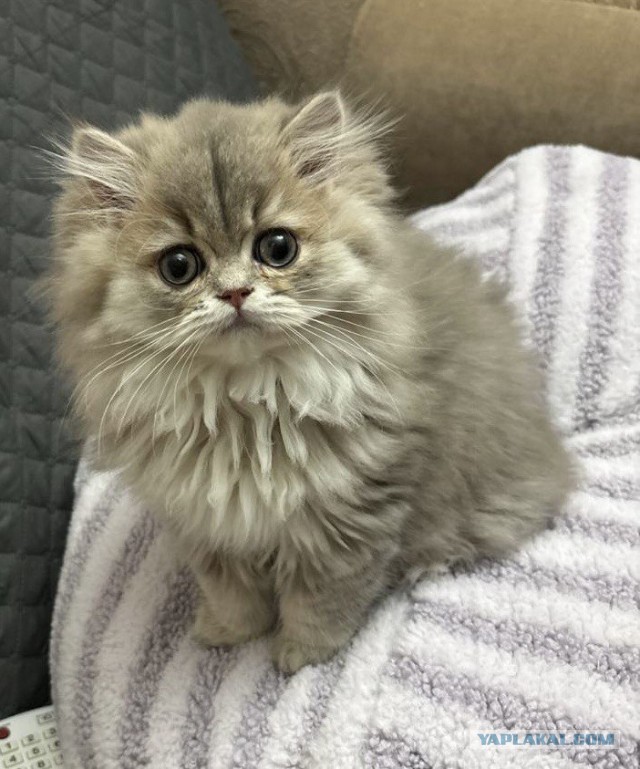 Котовторник же!