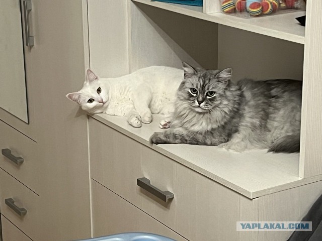 Добрый мужик приютил двух котят⁠. Ну как приютил, у него выбора не было просто