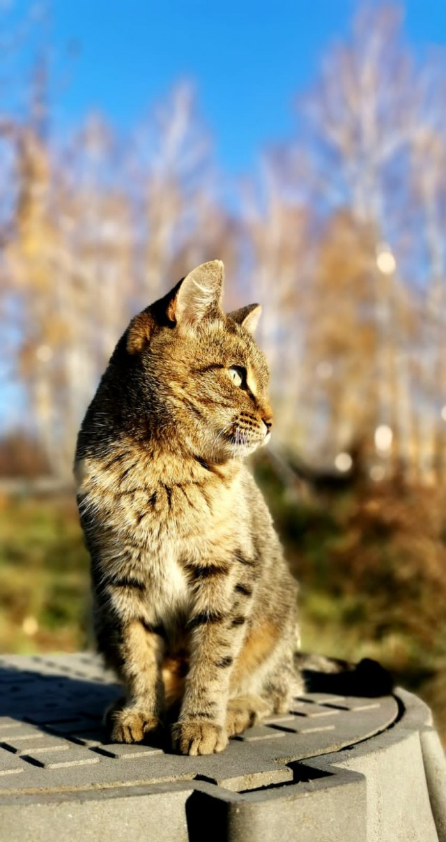 Уличные котики
