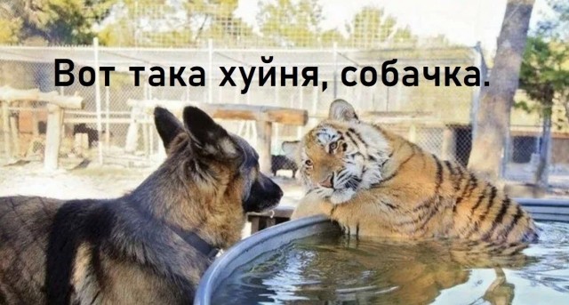 Кормим рыбку