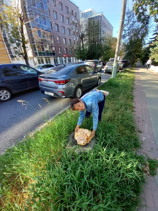Городские древесные грибы