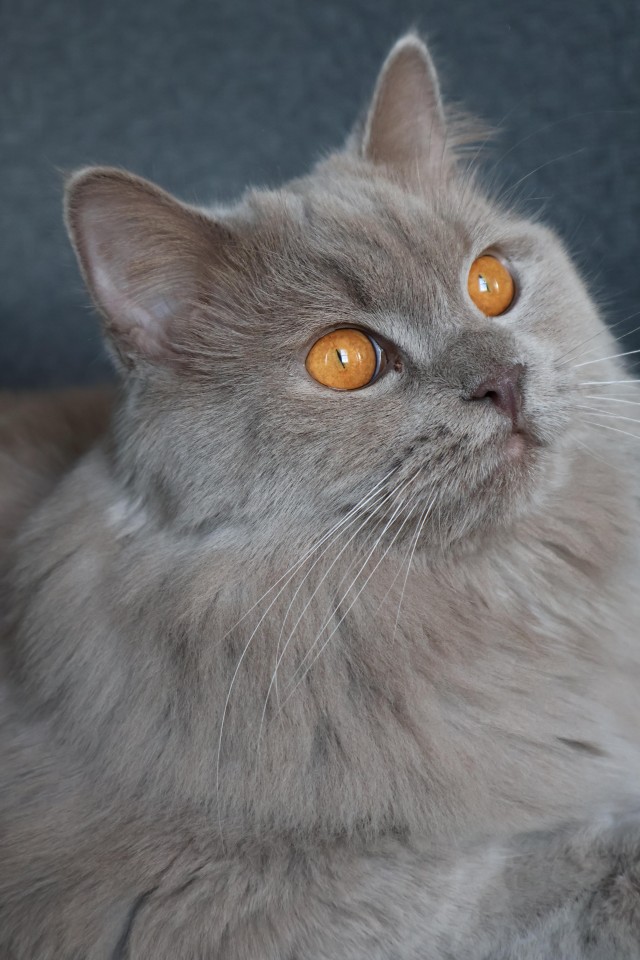 Красивый пушистый кот
