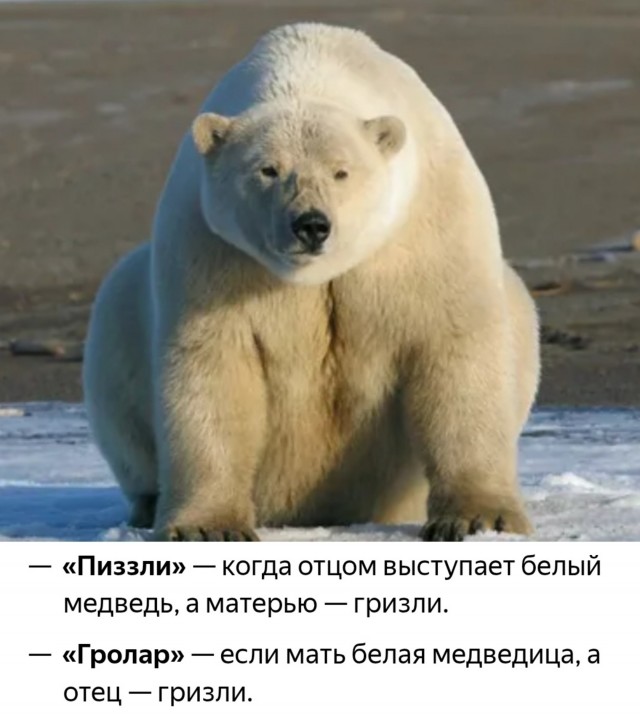 На курильском острове обнаружили гибрид белого и бурого медведей