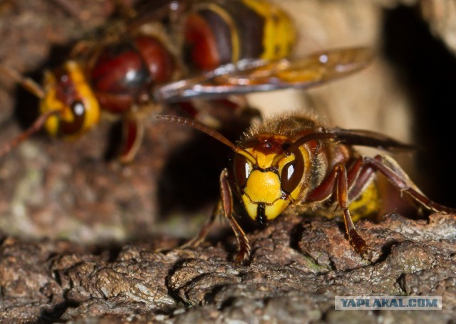 Шершень (Vespa crabro)