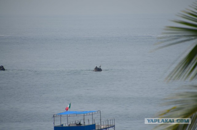 В Мексику,на море.