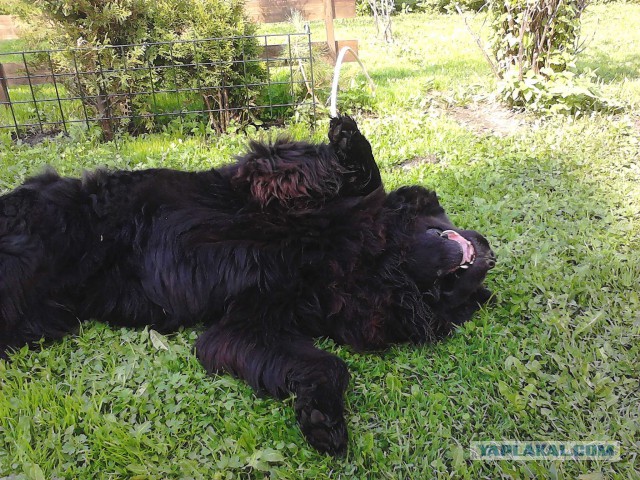 В мире животных