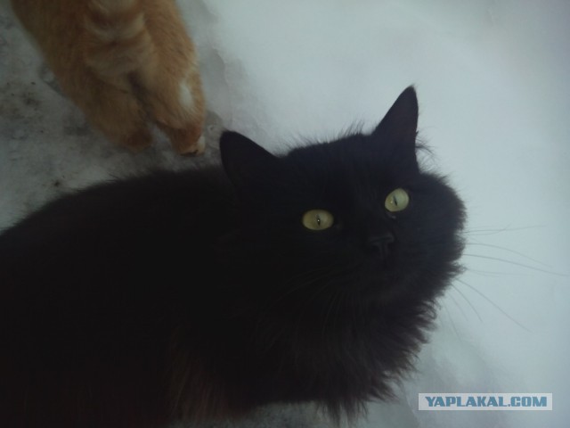 Котовторник  28.01.14