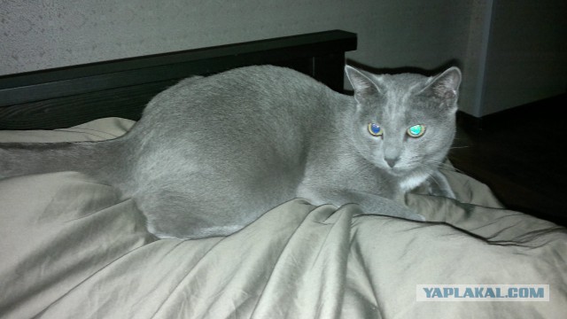 Котовторник 04.03.2014