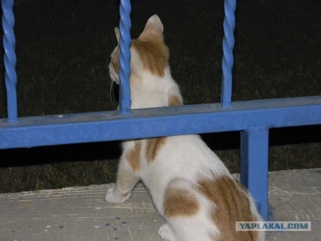 Котовторник 29.04.14.