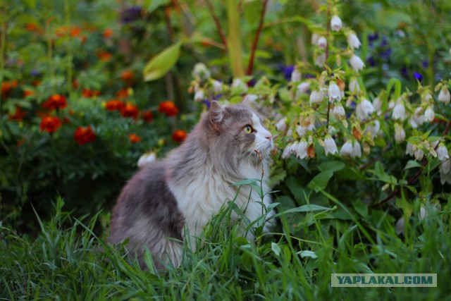 Котовторник 23.09.2014.