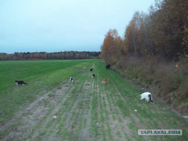 Жизнь домашнего приюта для котеек 32