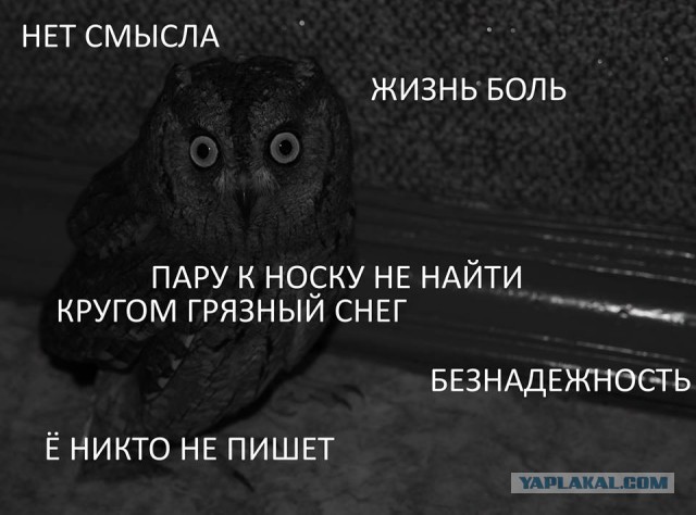 Совы