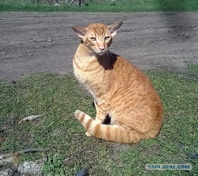 Котовторник 24.03.2015
