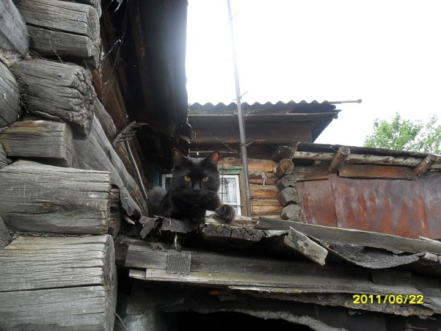 Жизнь Черного кота