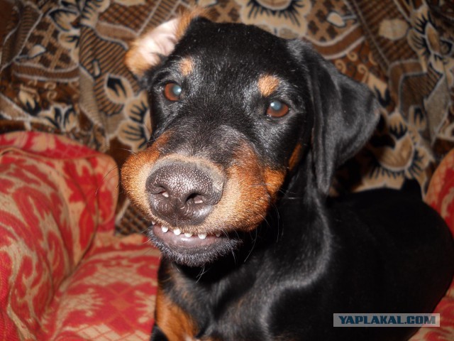 Попросил пса принести палочку