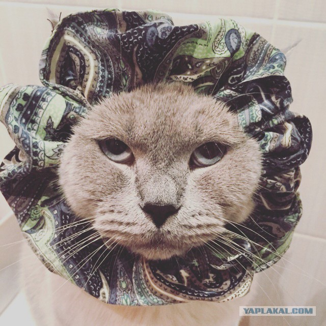 Котовторник