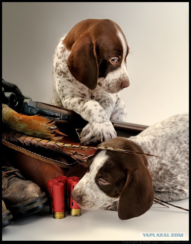 Собакочетверг