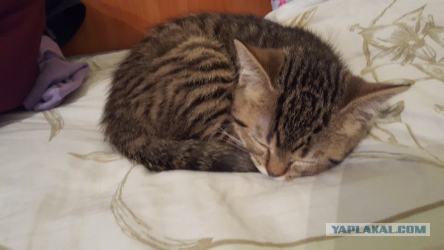 Котовторник