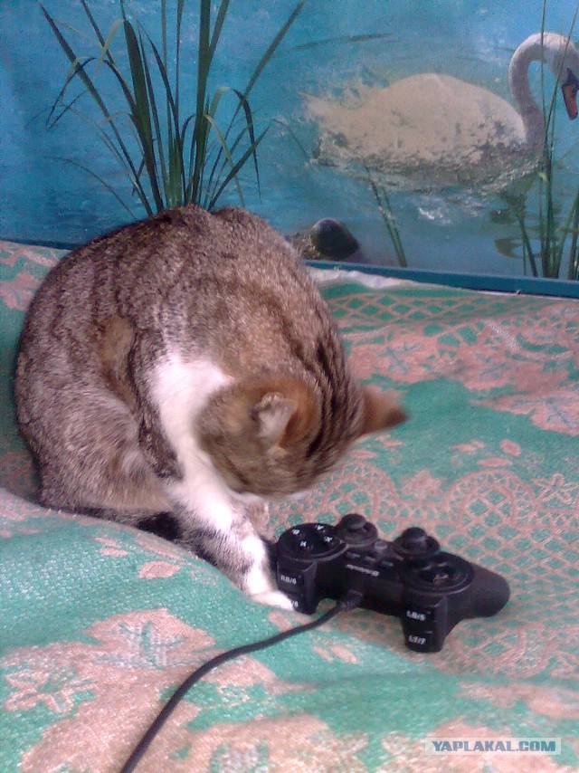 Котовторник 16.02.16
