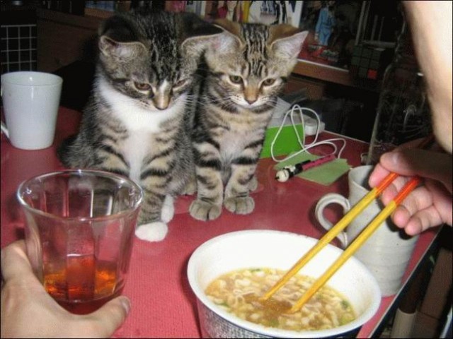 Народный котомет на фторинег