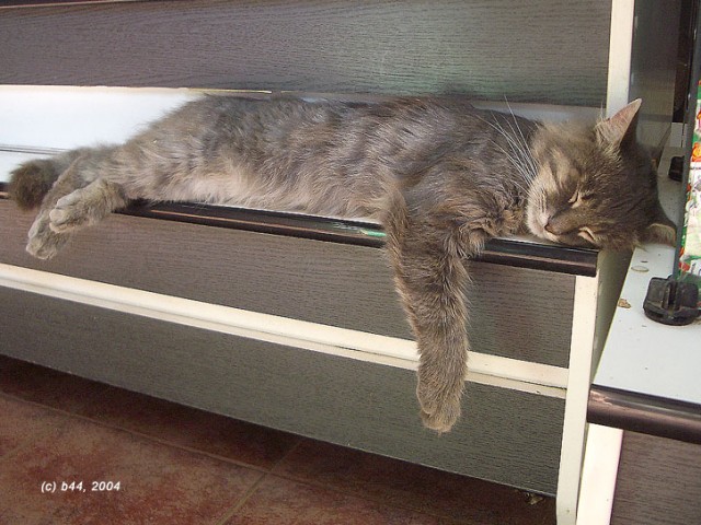 Котовторник на ЯПе (29.01)