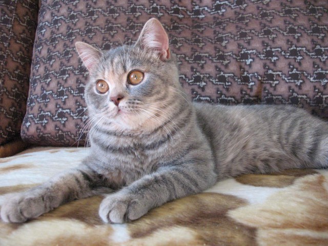 Коты и Кошки