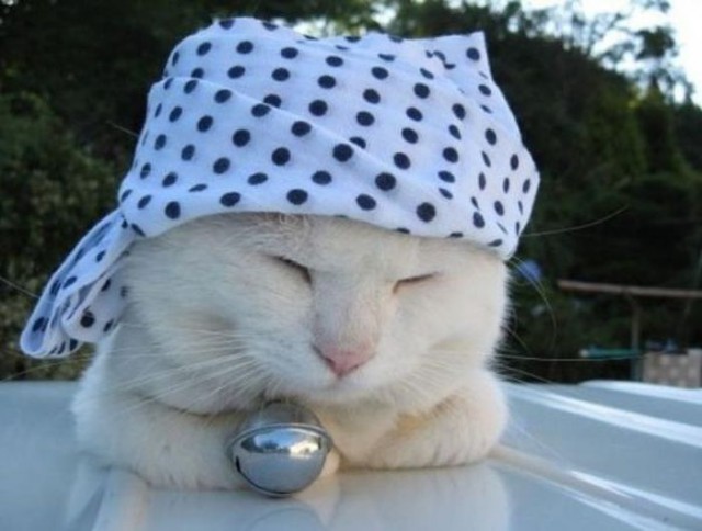 Коты и Кошки