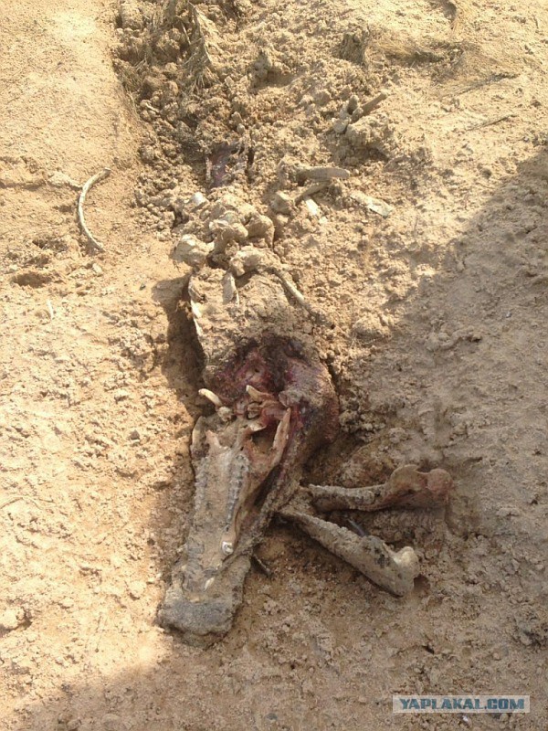 Что-то жрёт крокодилов на Ладоге. Ужс.