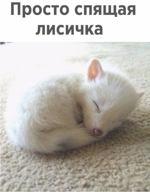 Живность из сети