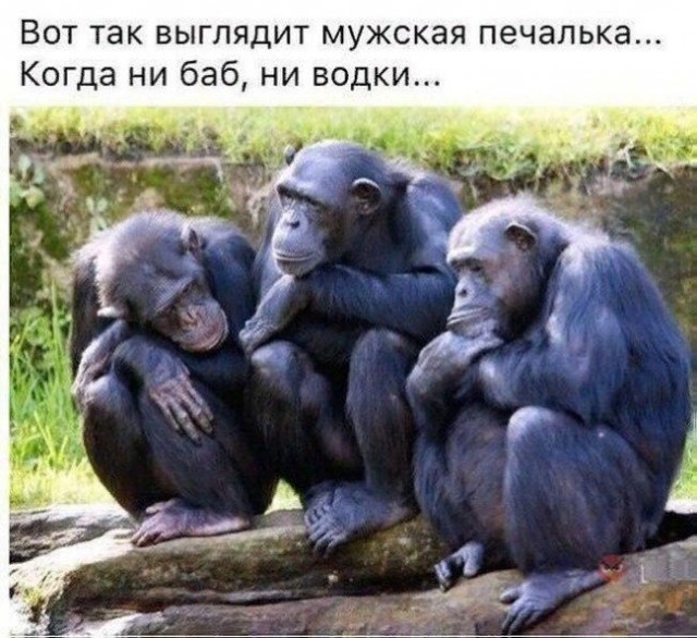 Подборка забавных животных
