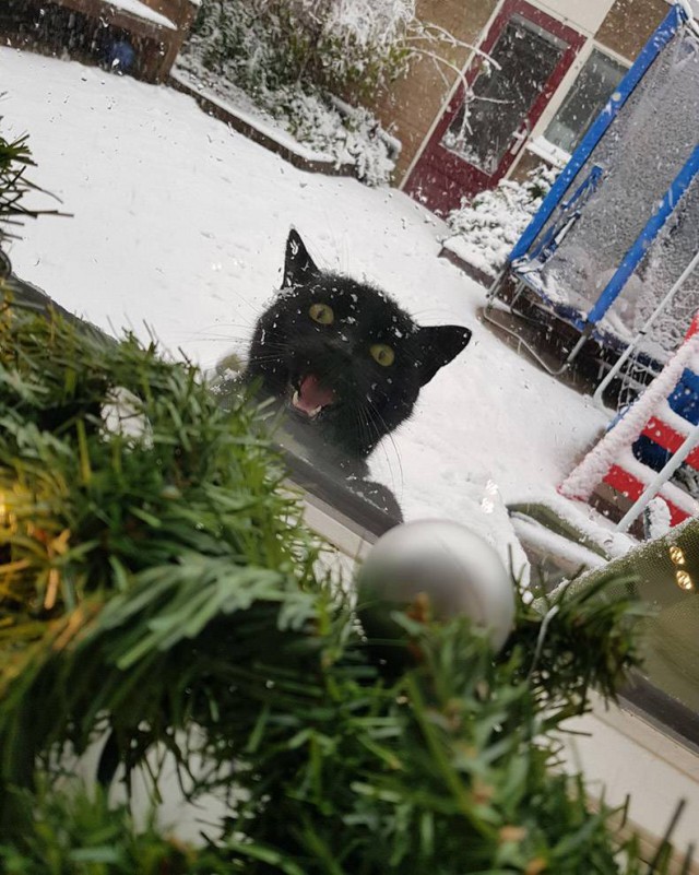Котовторник 12.12.2017
