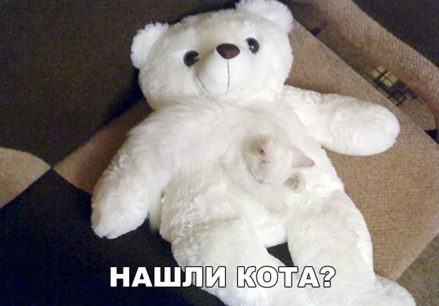 Кот без прикрас