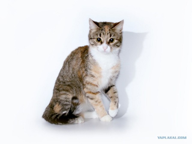 Котовторник на ЯПлакалъ