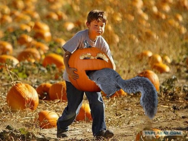 Хэллуинские белки