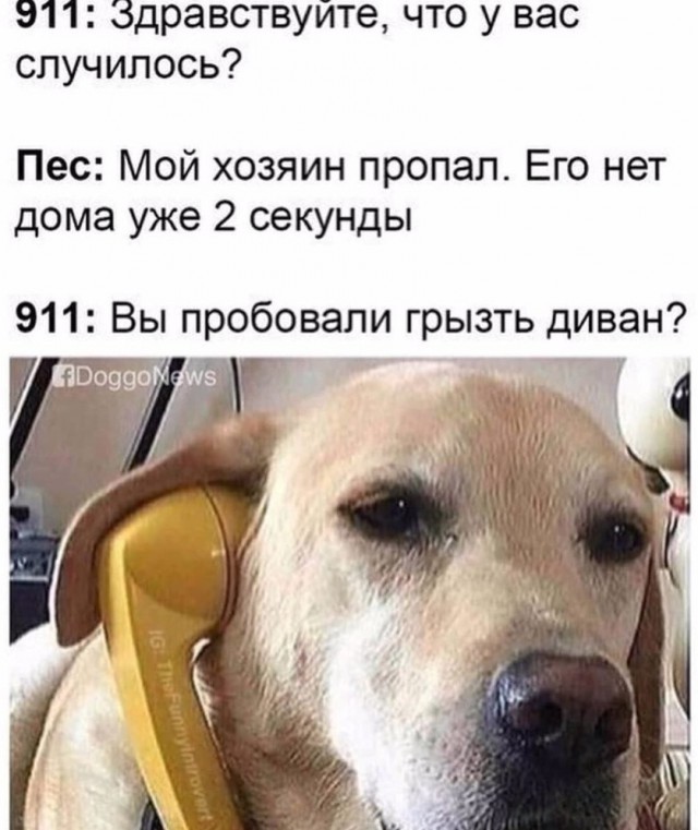 Стандартный адекватный юмор в картинках для всех