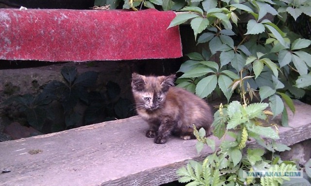 Котовторник 06.09.11