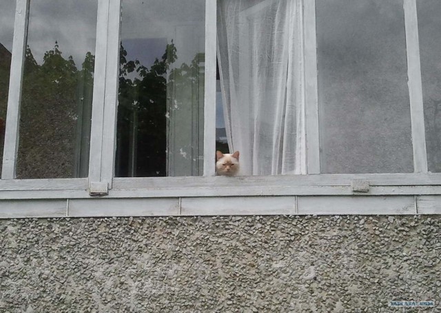 Котовторник 10. 07. 2012