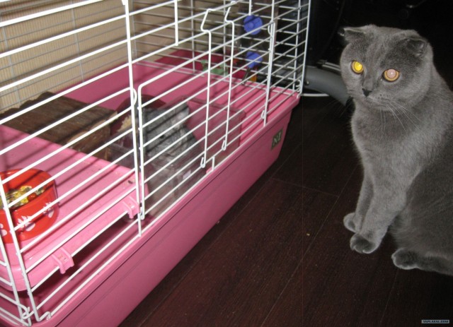 Котовторник  16.10.12