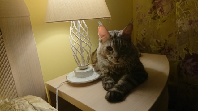 С Днём кошки!