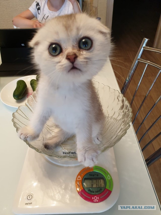 Картинки с котами и про котов