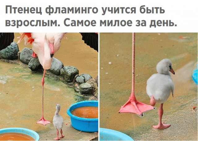 Картинки с надписями и анекдоты