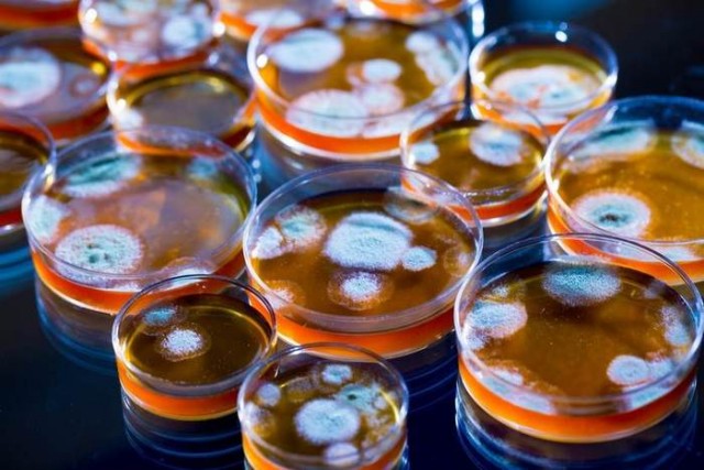 История Антибиотиков. Революция в медицине, которая полностью преобразила жизнь человечества