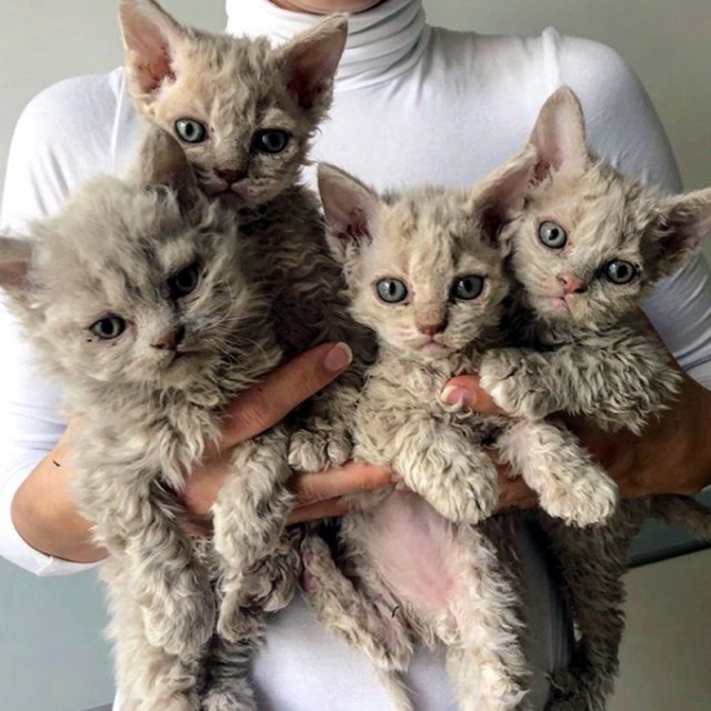 Забавные фото котеек
