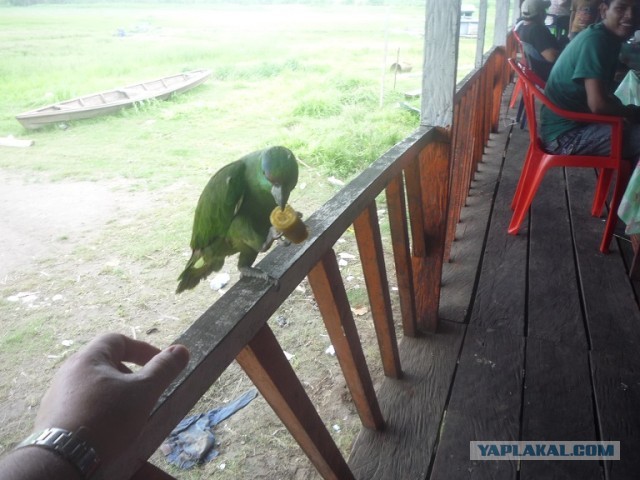 Треска с попугаями