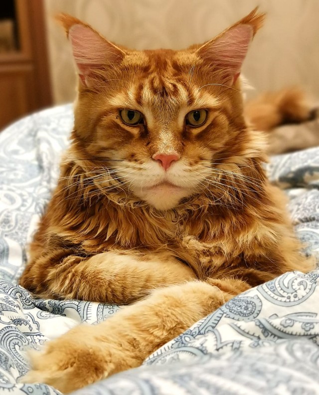 Коты, которые нас порадовали!